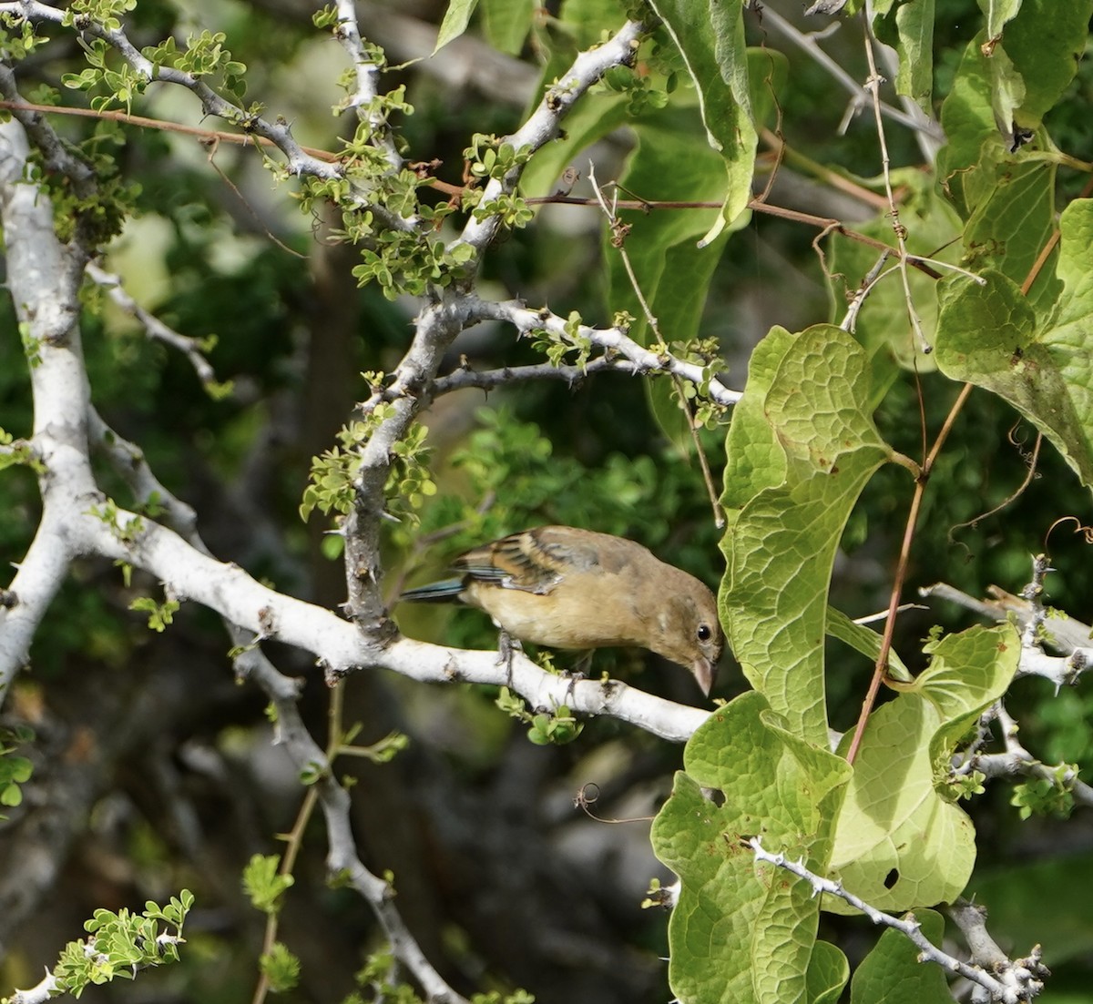 Lazuli Bunting - ML502075911