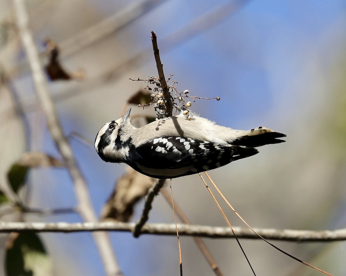 Downy Woodpecker - ML502076211