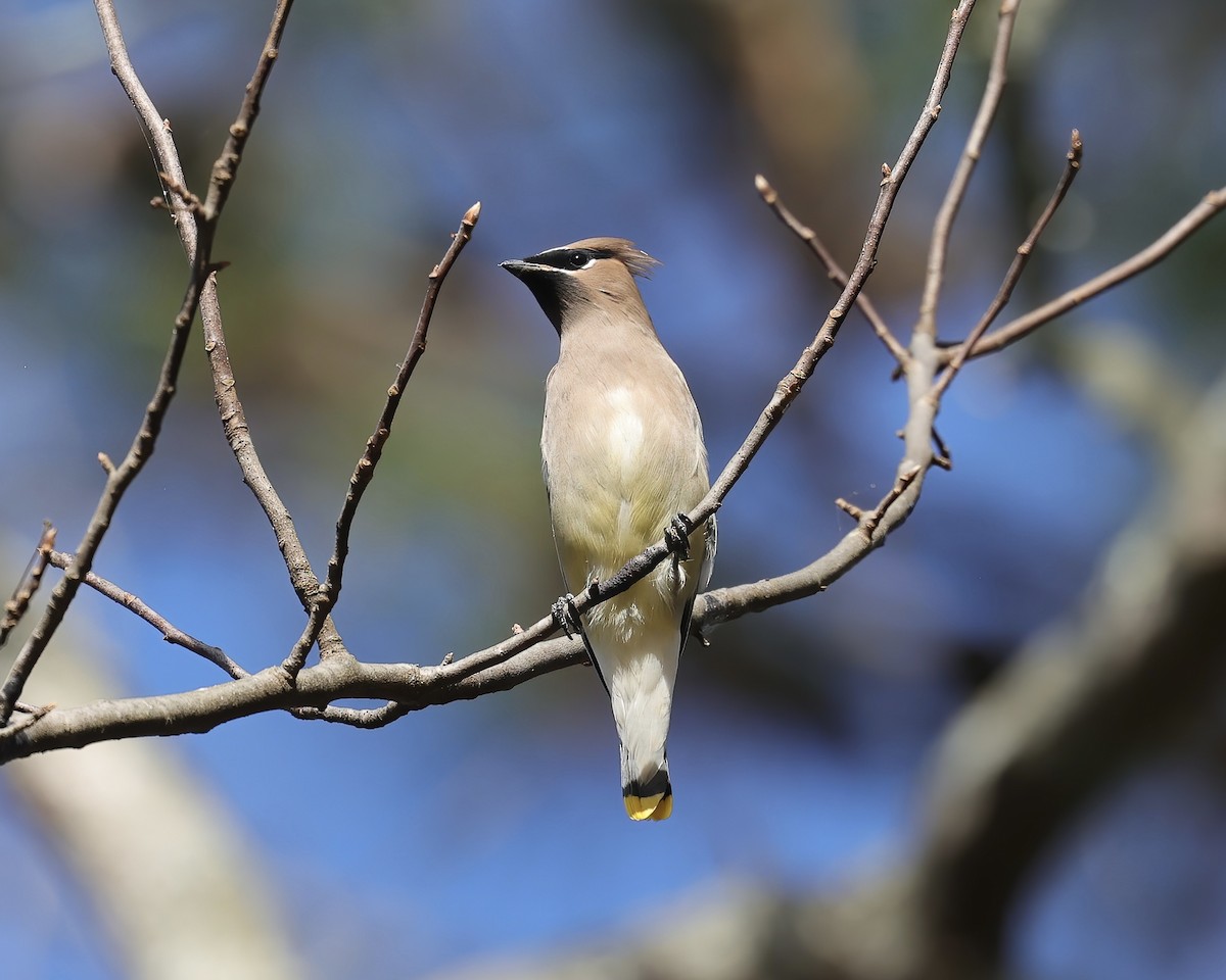 Cedar Waxwing - ML502076231