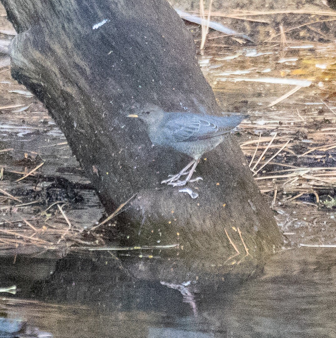 American Dipper - ML502077561