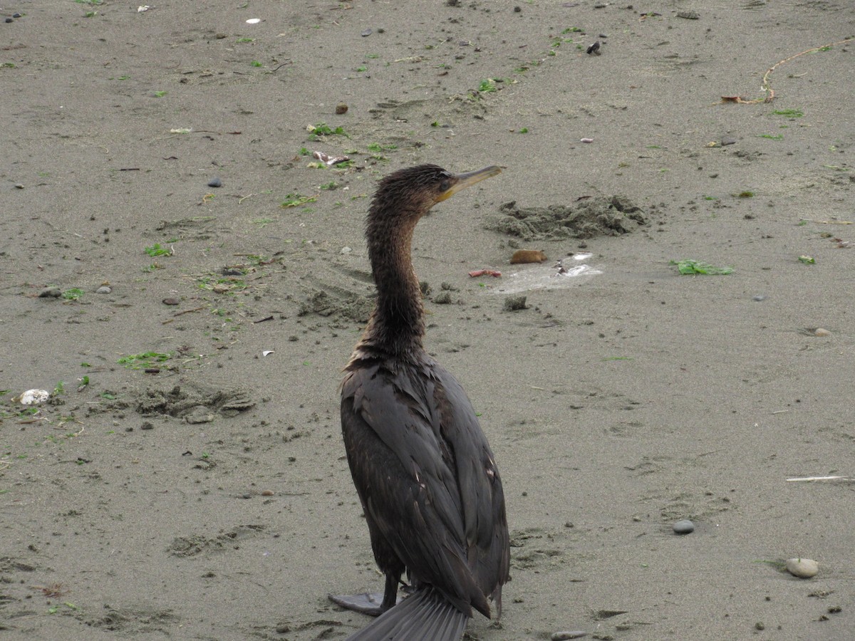 Neotropic Cormorant - ML502078041