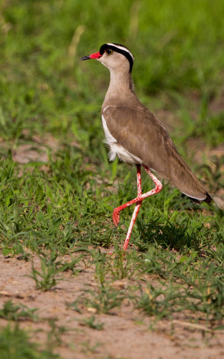 Crowned Lapwing - ML502078661