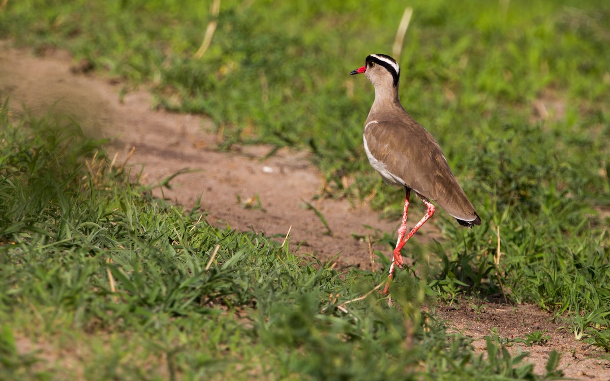 Crowned Lapwing - ML502078671