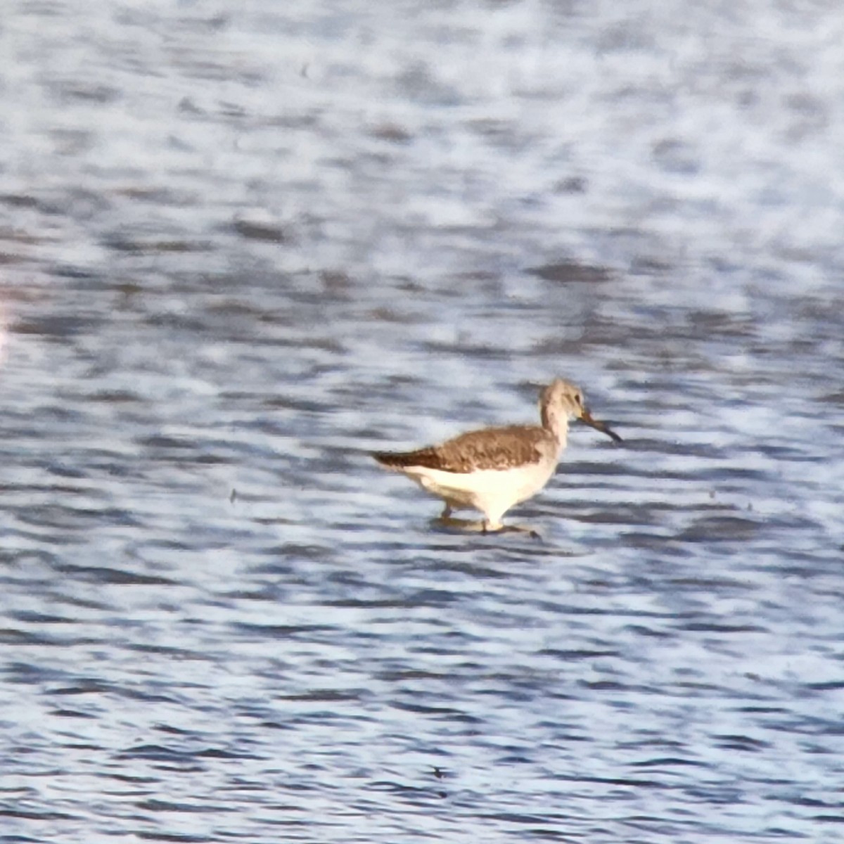 Greater Yellowlegs - ML502079621