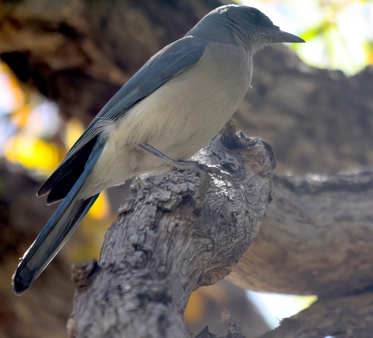 Mexican Jay - ML502083091