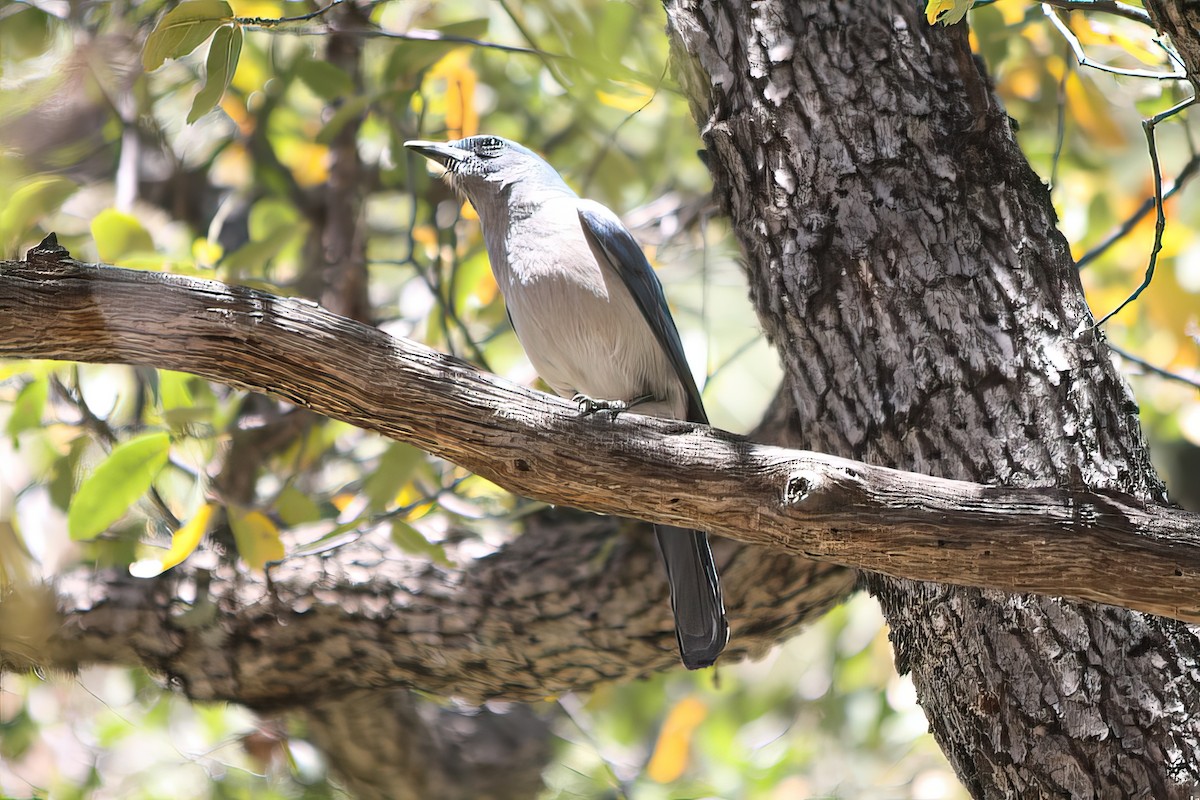 Mexican Jay - ML502083101