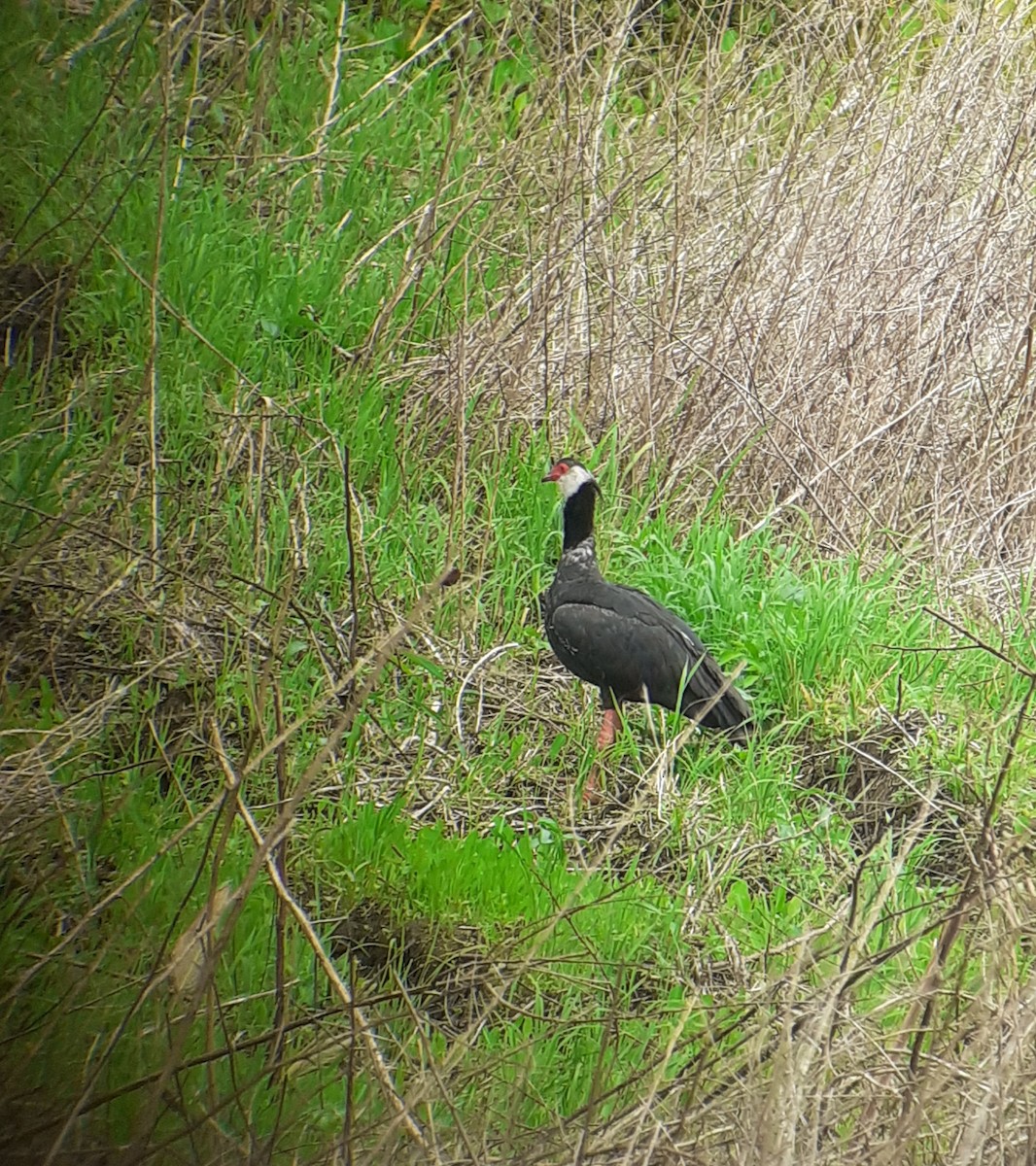 Weißwangen-Wehrvogel - ML502083241