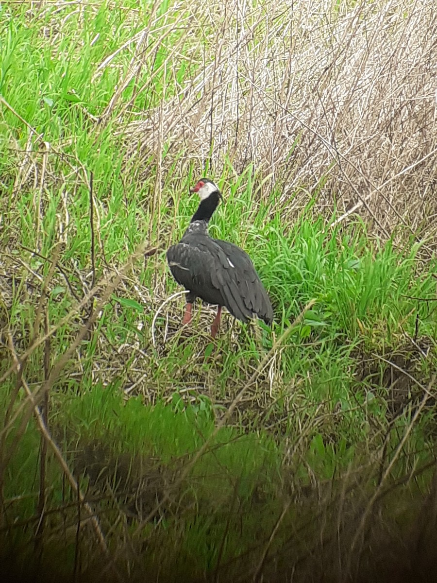 Weißwangen-Wehrvogel - ML502083281