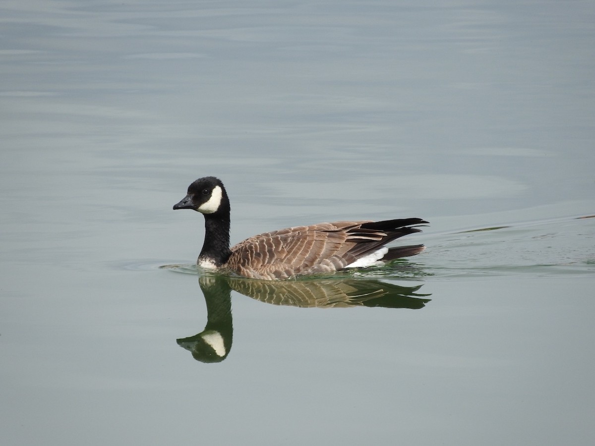 Cackling Goose - Aidan Coohill