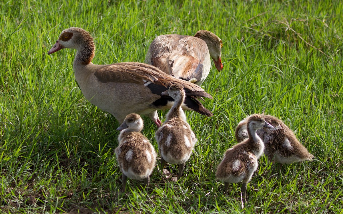 Egyptian Goose - ML502083901