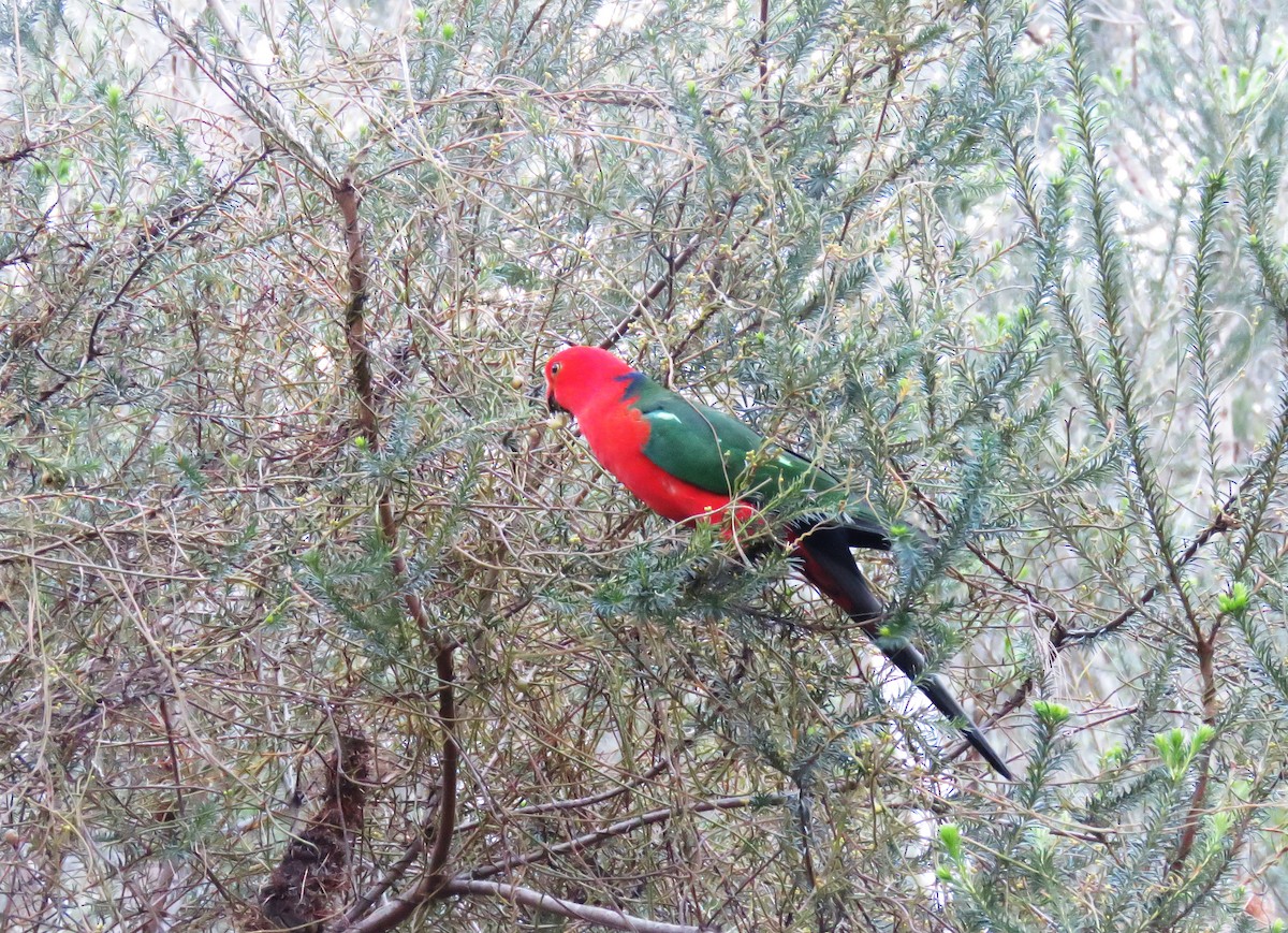 Australian King-Parrot - Michael Morris