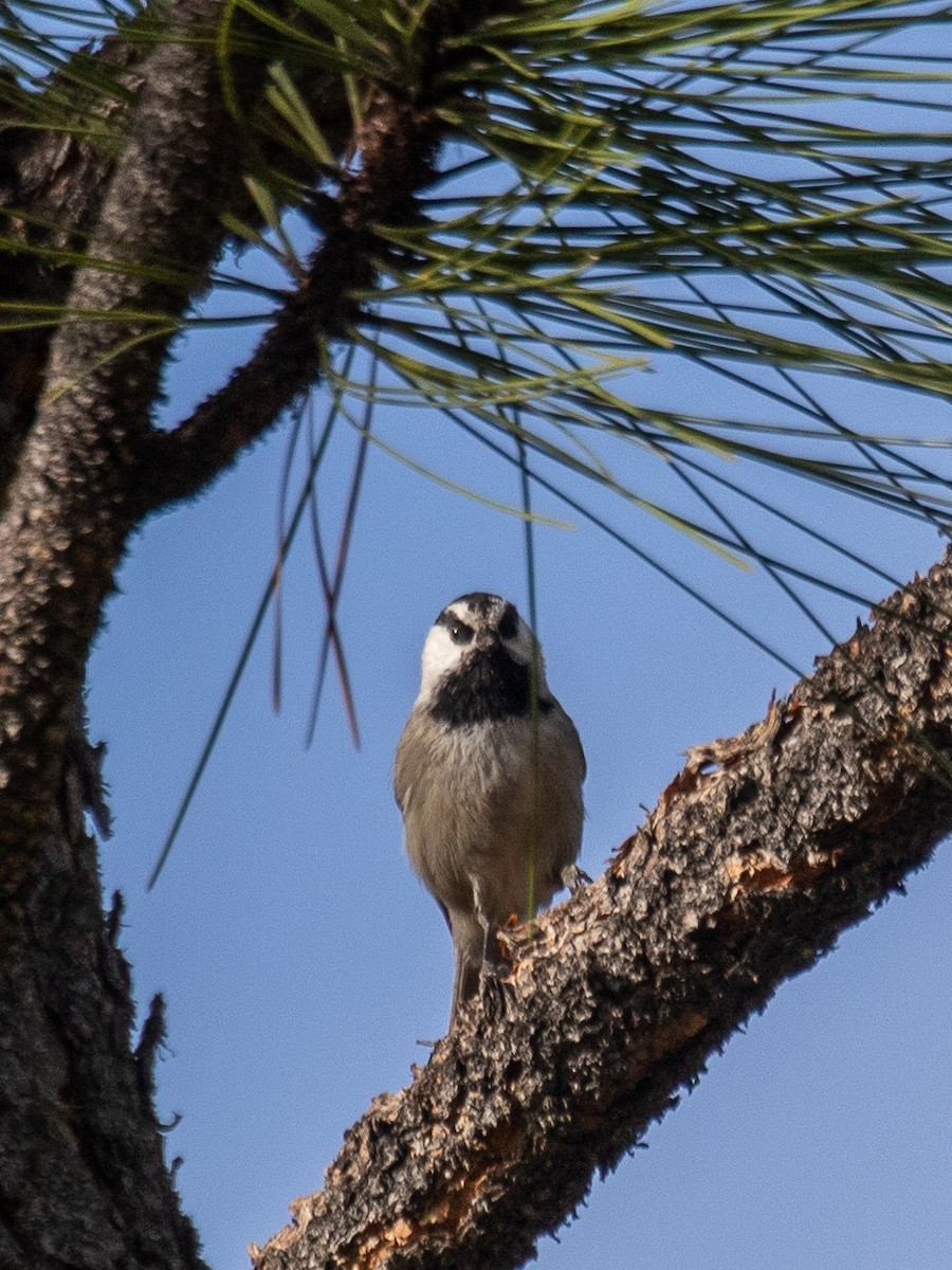 Mésange de Gambel - ML502084861