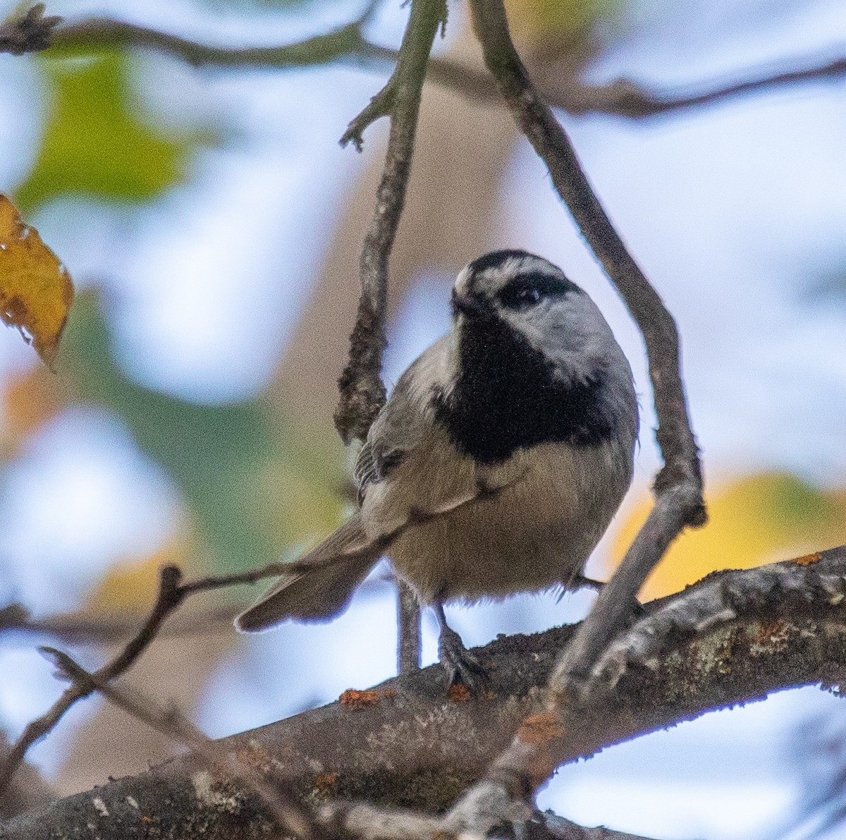 Mésange de Gambel - ML502084871