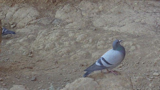 Pigeon biset (forme sauvage) - ML502084971