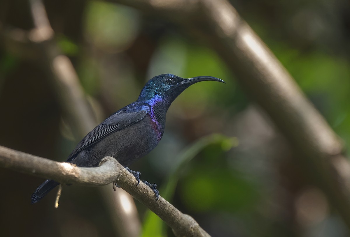 Loten's Sunbird - Rakesh Das