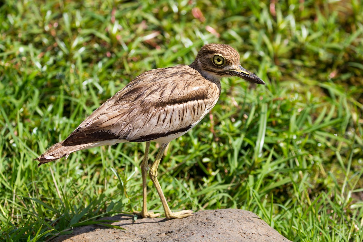 Oedicnème vermiculé - ML502088281
