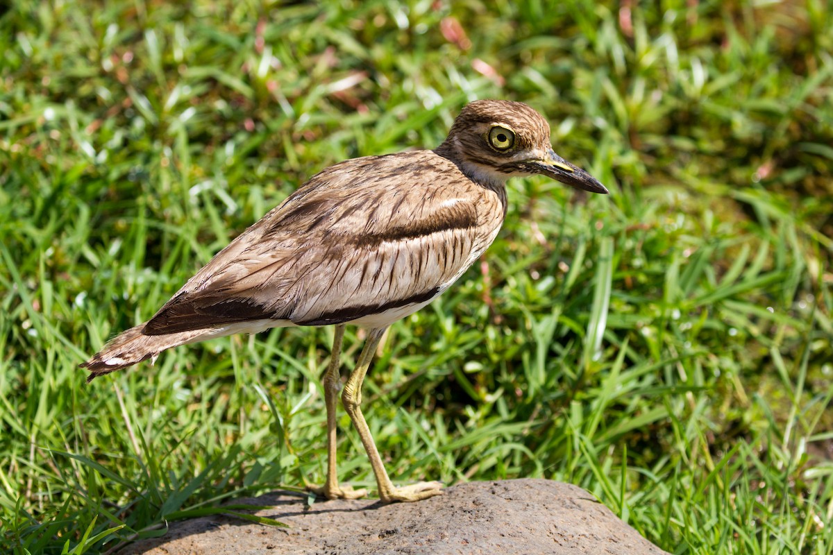 Water Thick-knee - ML502088281