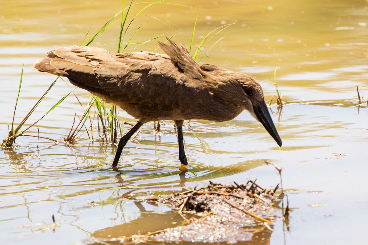 Hamerkop - Jesús Iglesias