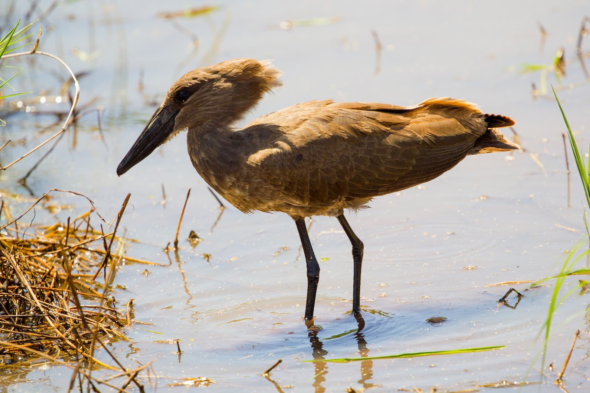 Hamerkop - ML502088551