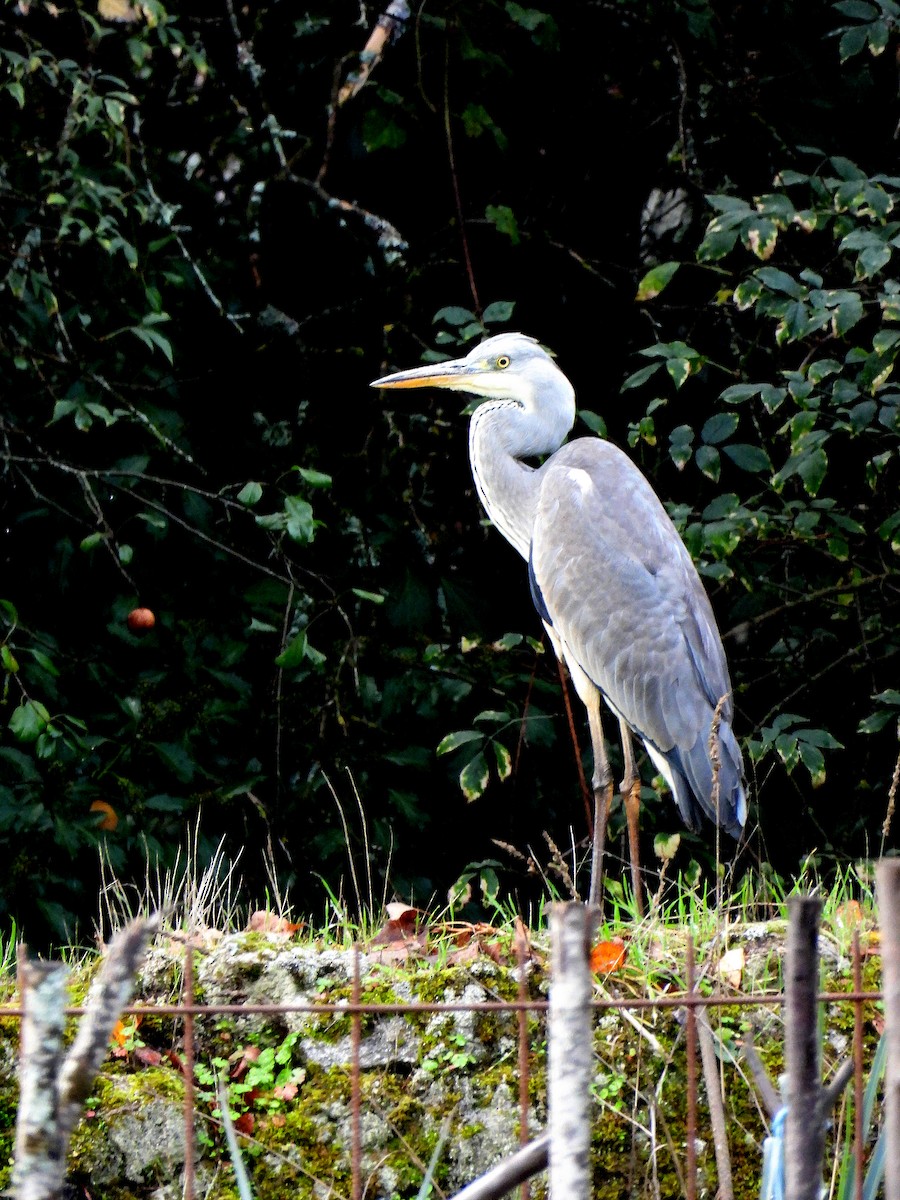 Gray Heron - ML502089671