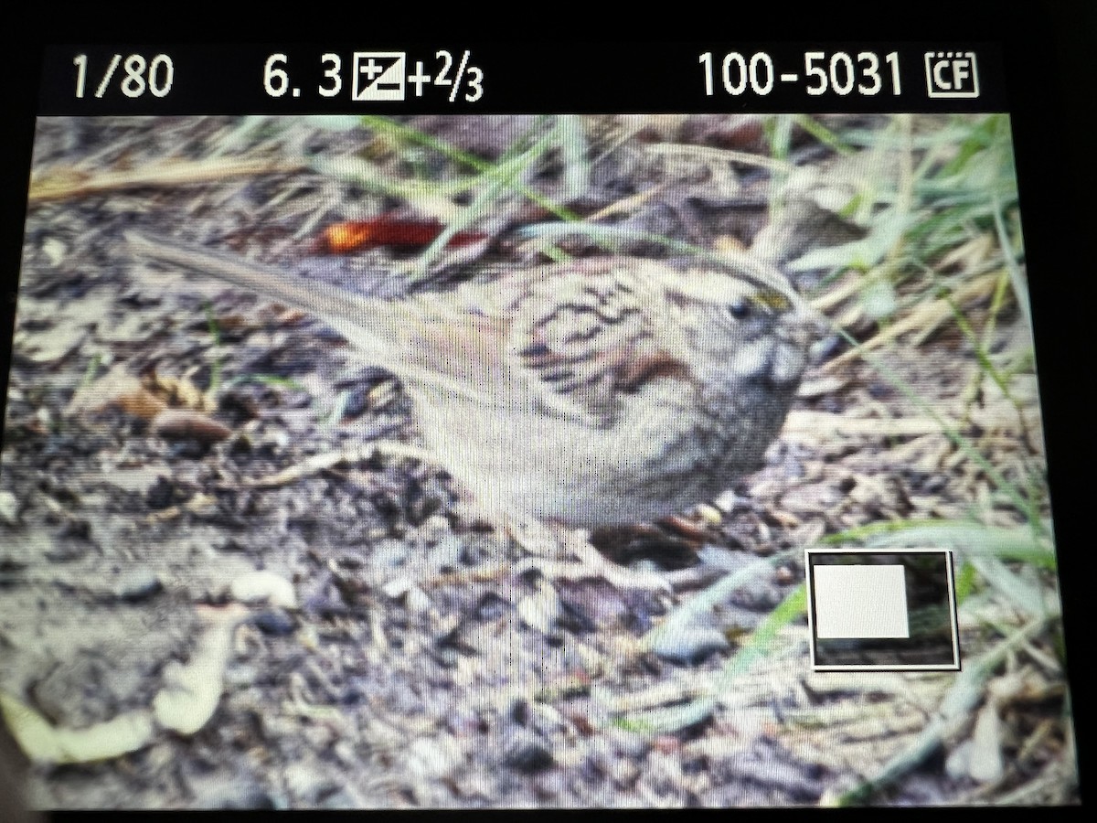 White-throated Sparrow - ML502090101