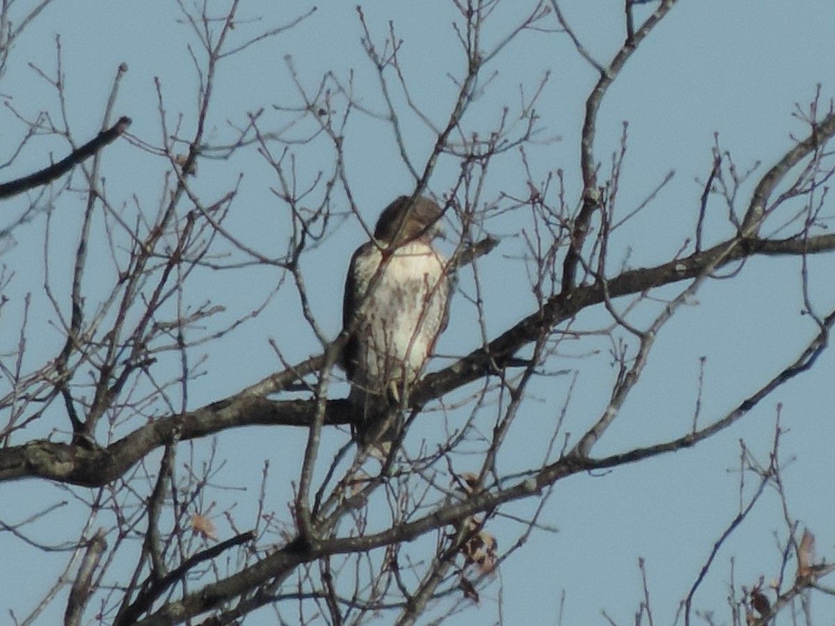 Red-tailed Hawk - ML502090811