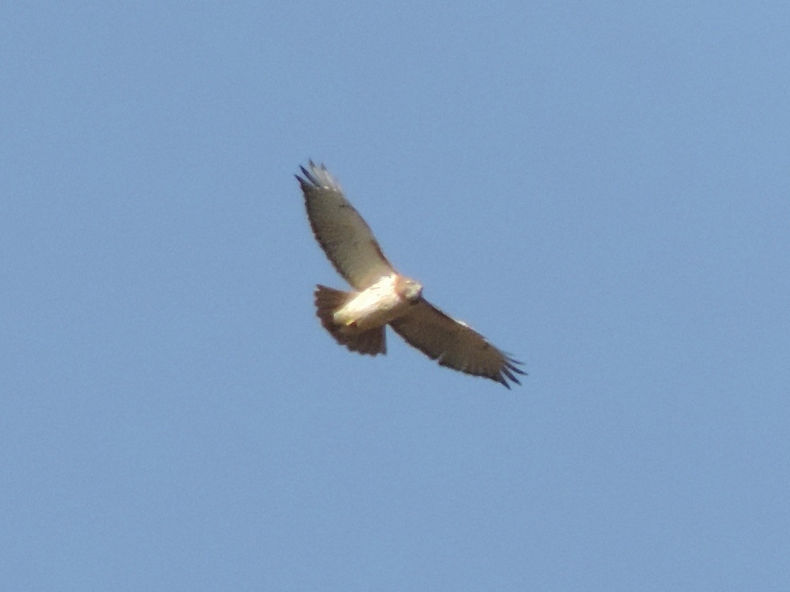 Red-tailed Hawk - ML502090821