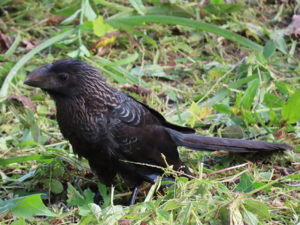 Smooth-billed Ani - Anuar Acosta