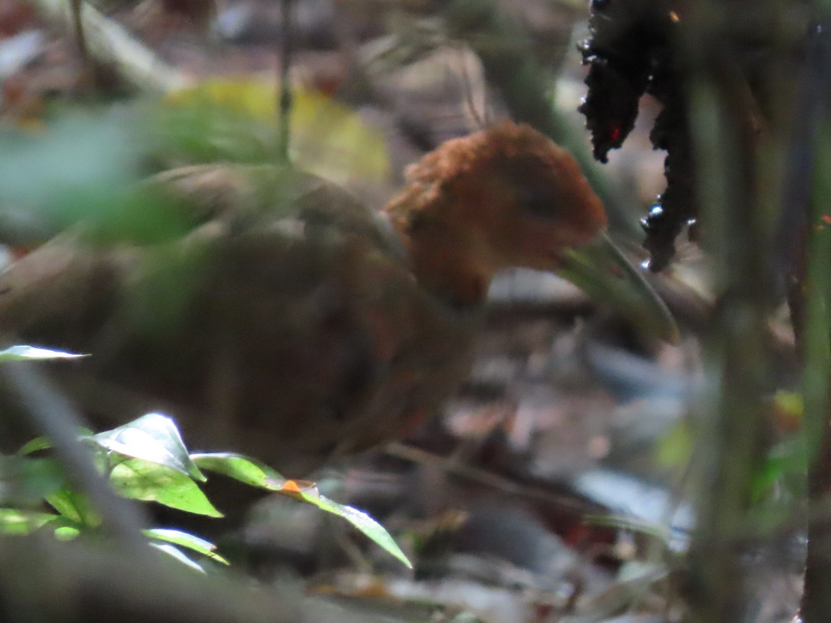 Rufous-necked Wood-Rail - ML502091141