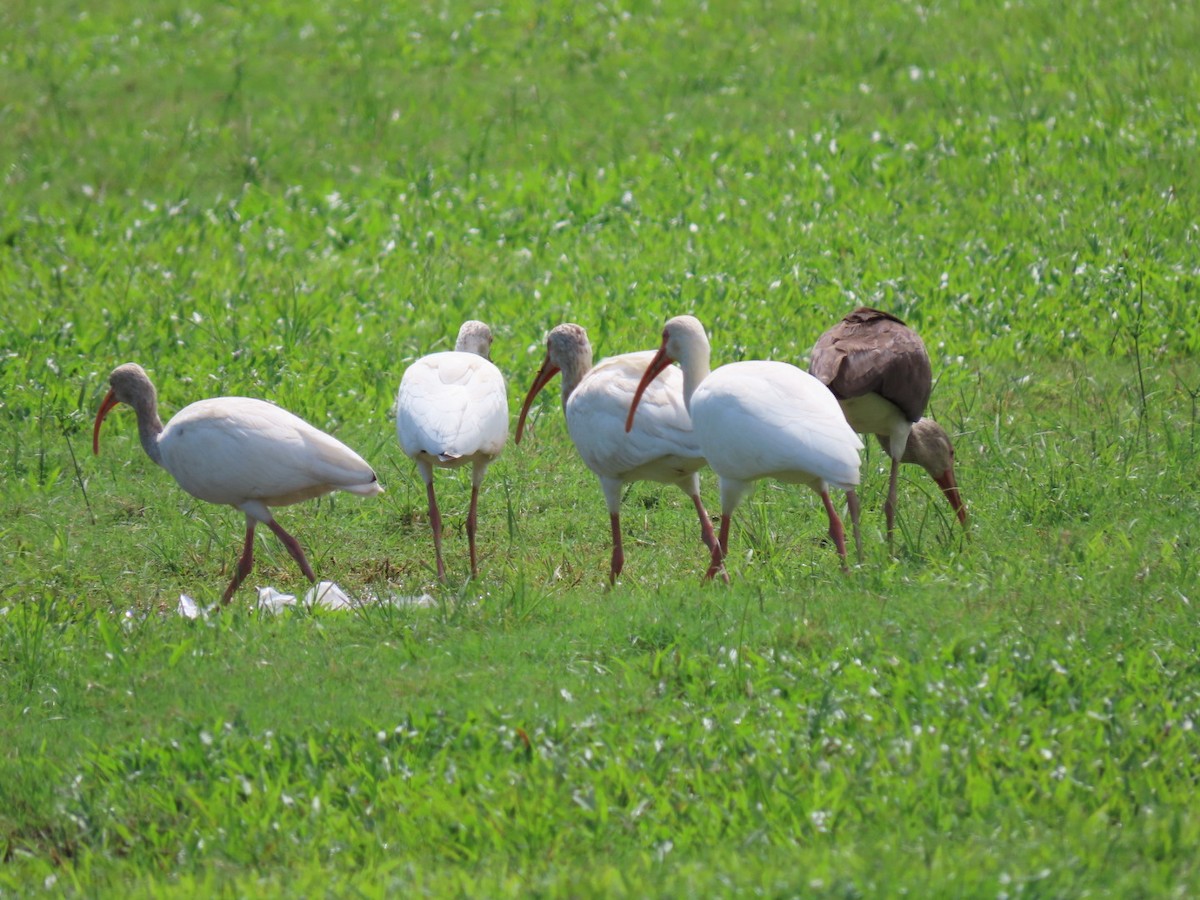 ibis bílý - ML502091231