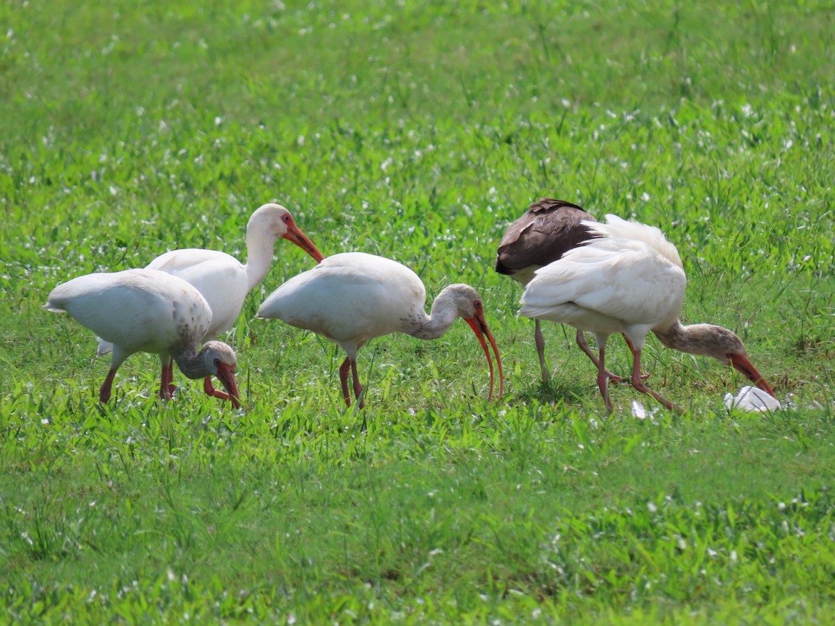 ibis bílý - ML502091241