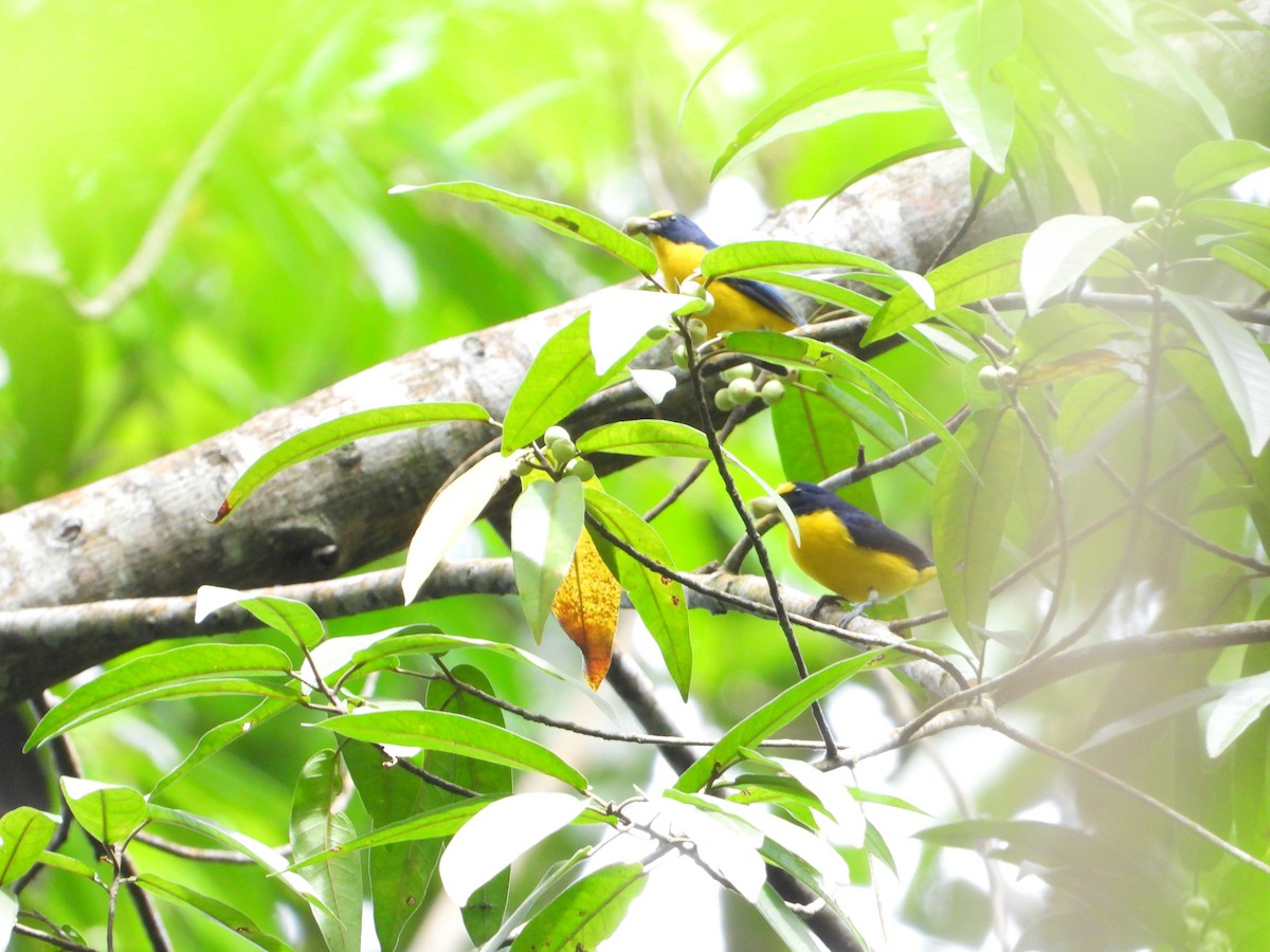 Yellow-throated Euphonia - Joel Amaya (BirdwatchingRoatan.com)