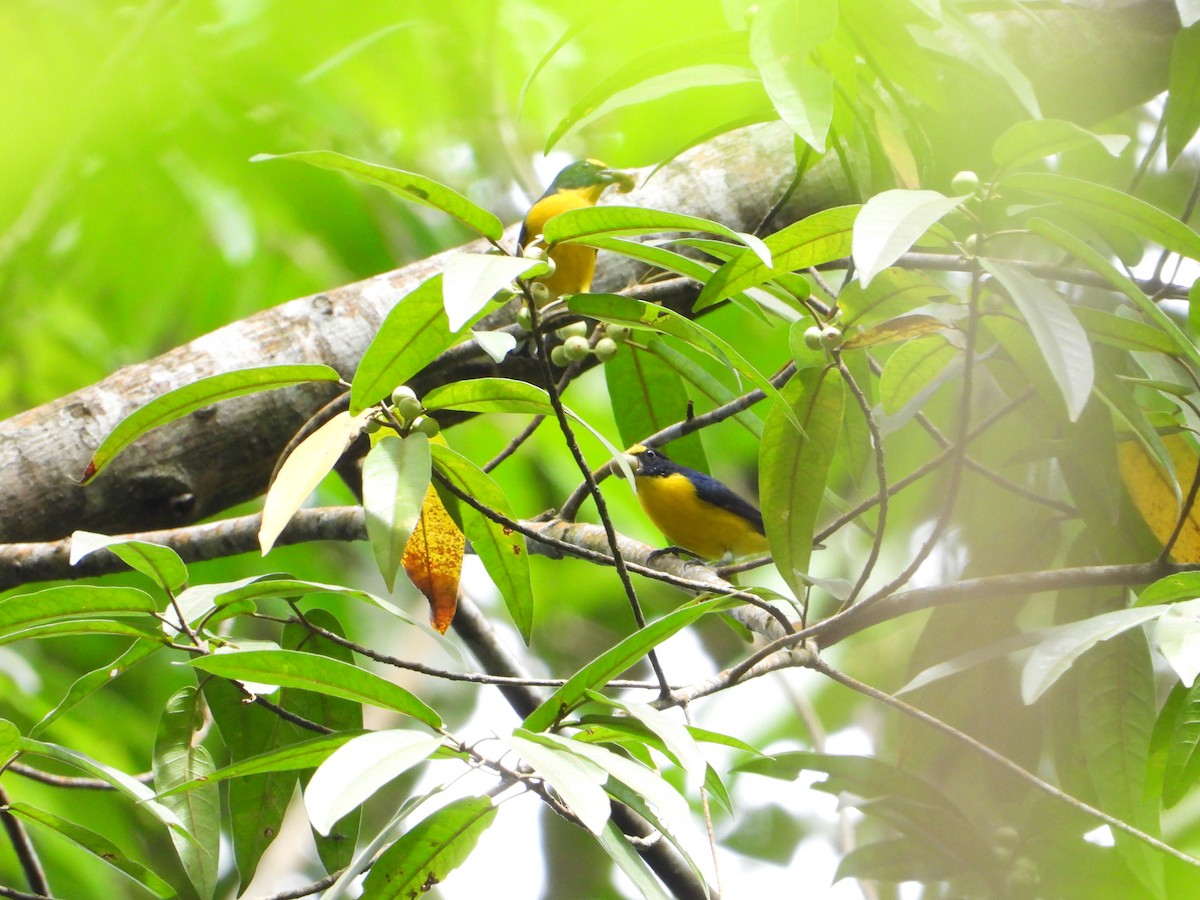 Yellow-throated Euphonia - ML502093471