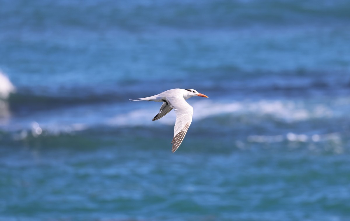 Royal Tern - ML502093561