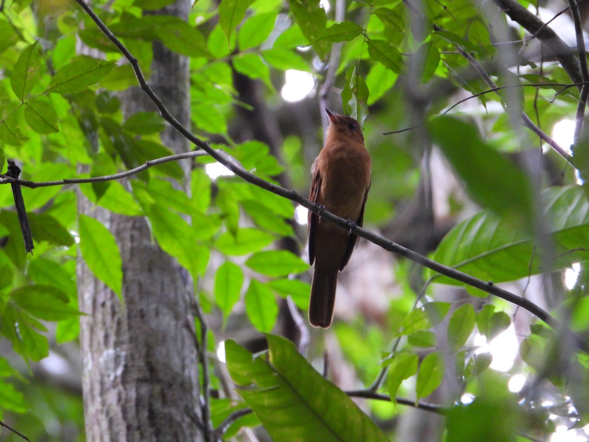 Rufous Mourner - ML502094011