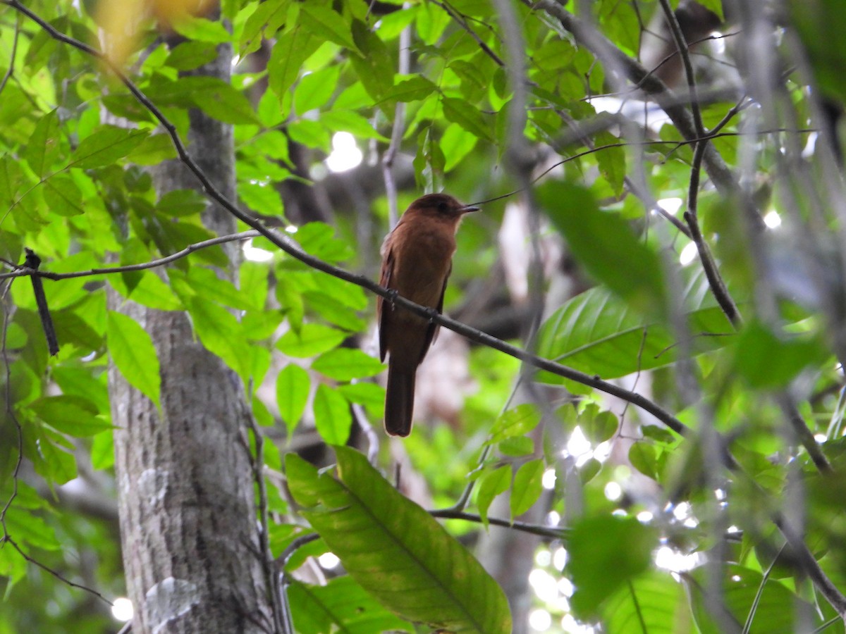 Rufous Mourner - ML502094021