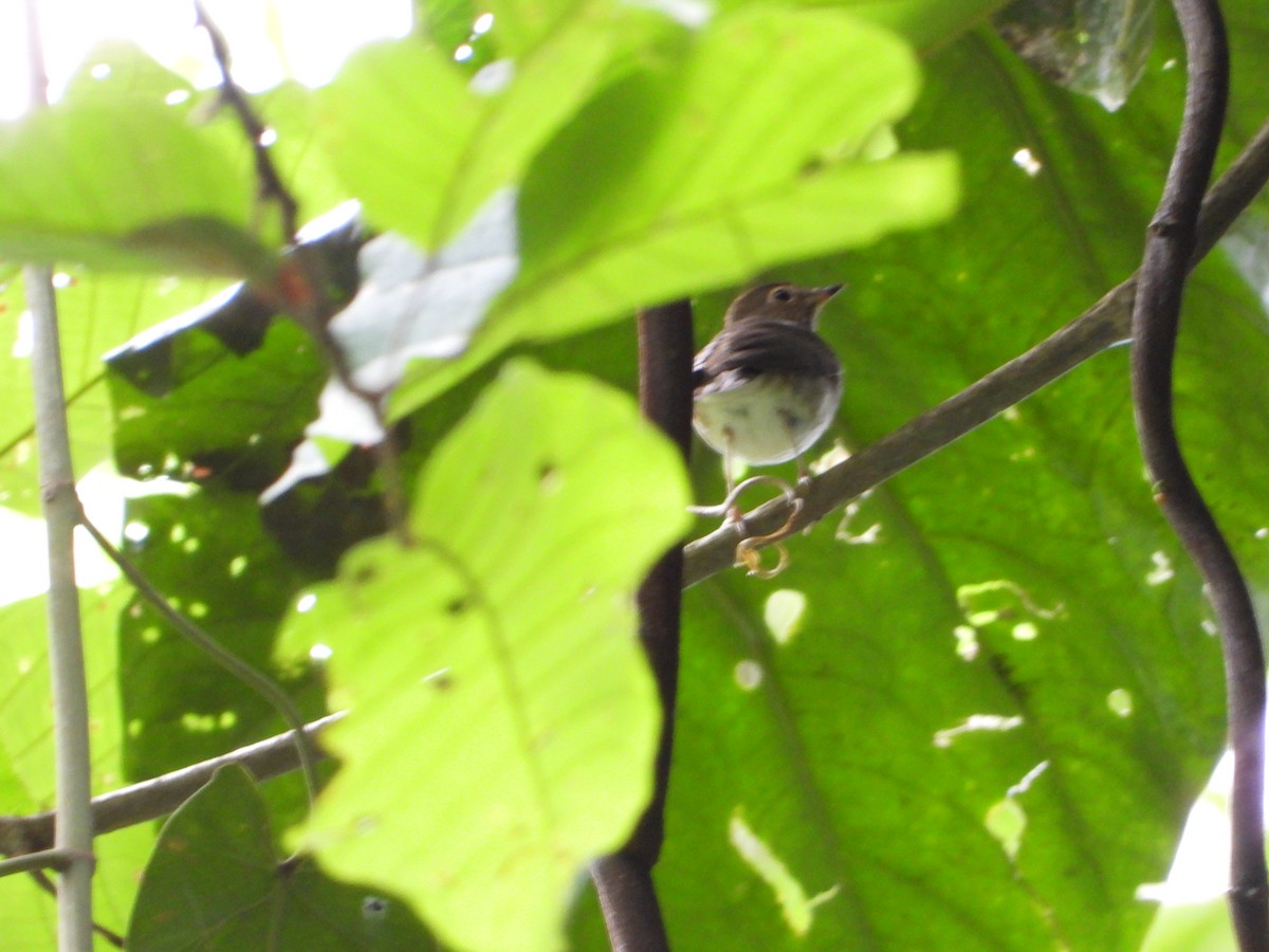 Swainson's Thrush - ML502094131