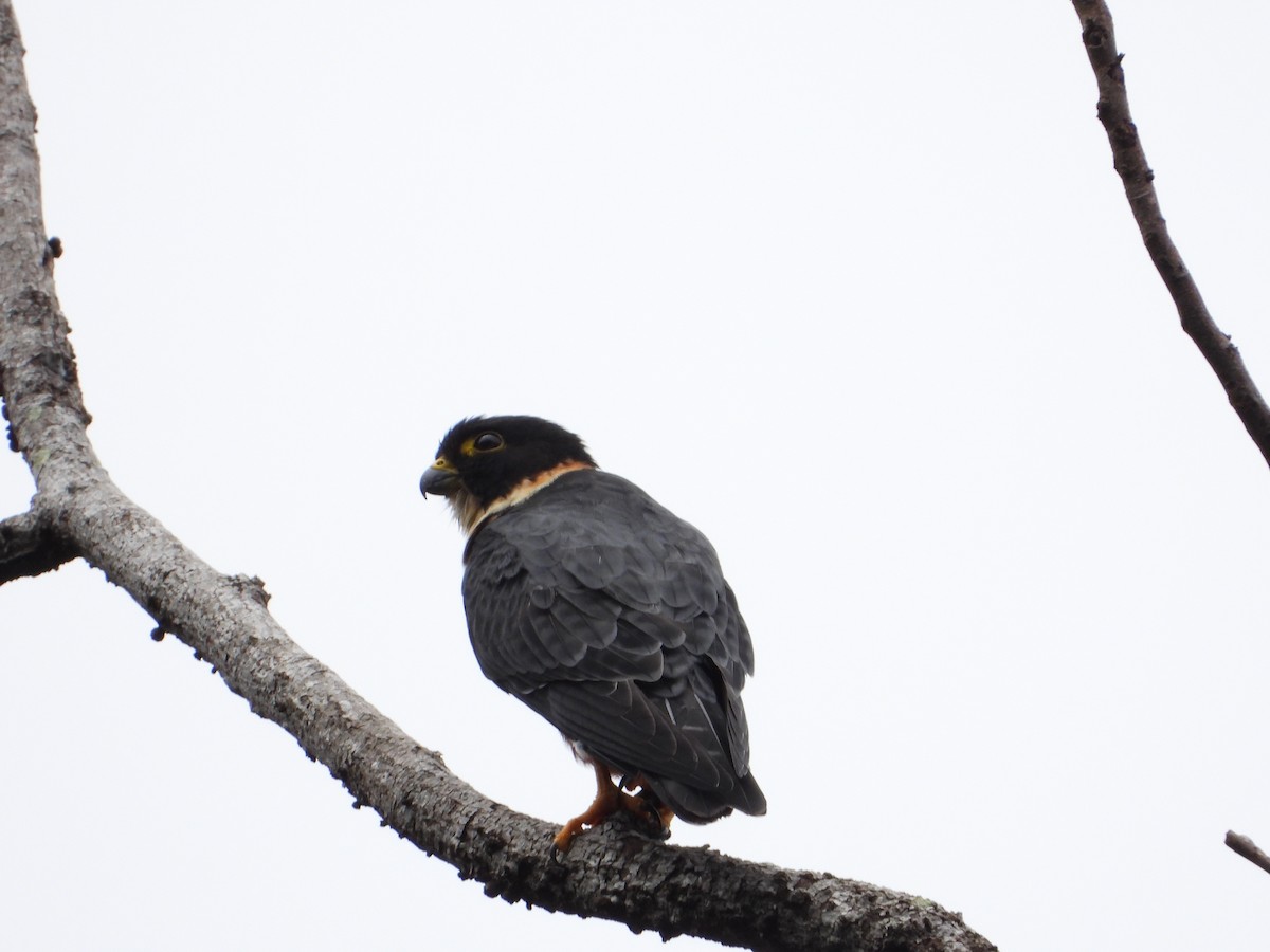 Bat Falcon - Joel Amaya (BirdwatchingRoatan.com)