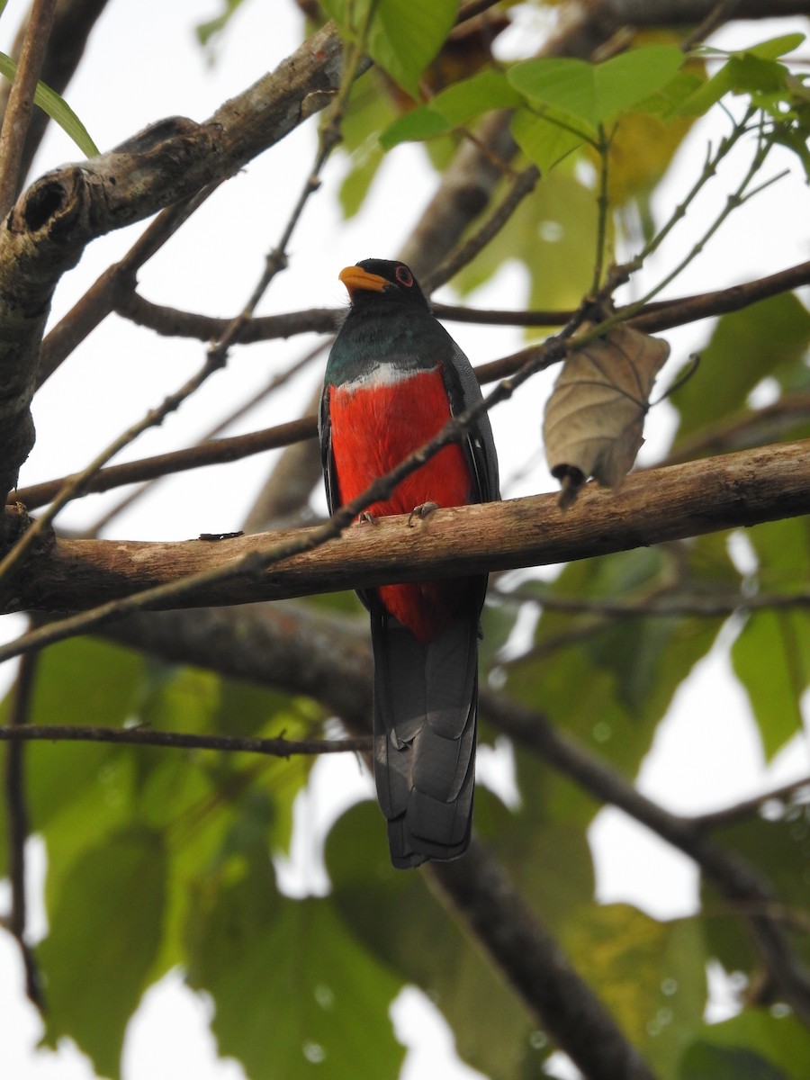 Black-tailed Trogon (Large-tailed) - ML502095761