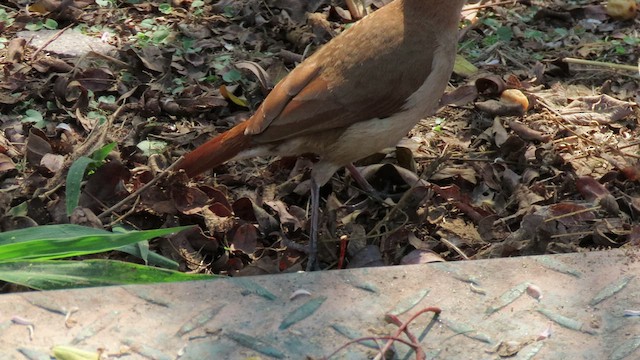 セアカカマドドリ - ML502095941