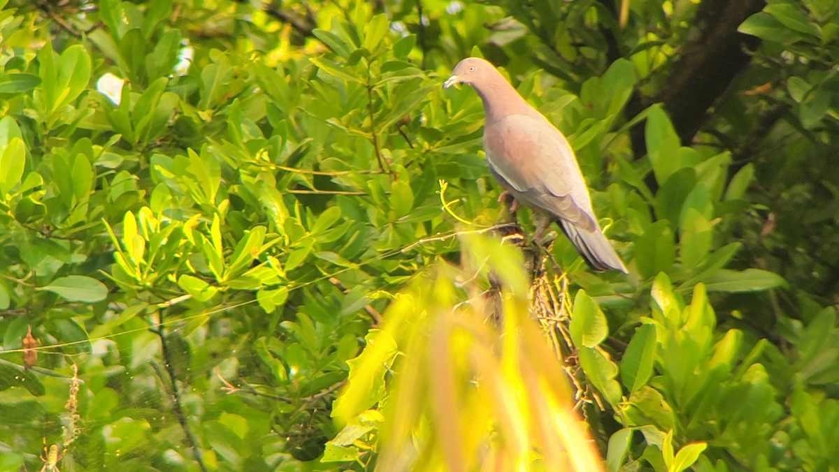 Plain Pigeon - ML502096201