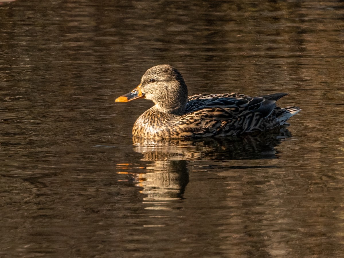 Mallard - ML502096261