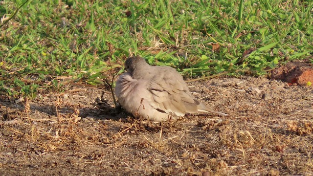 Picui Ground Dove - ML502096941