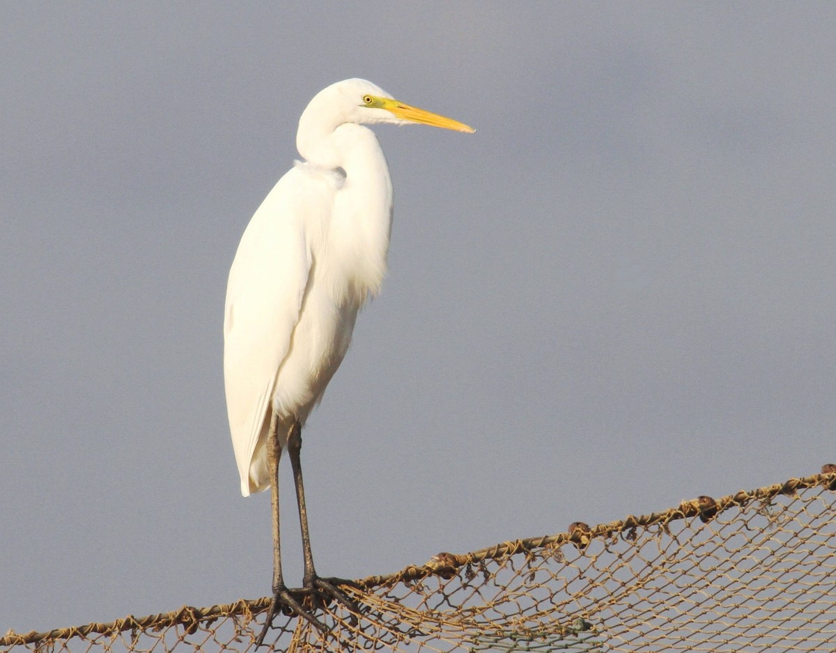 Great Egret - yuda siliki