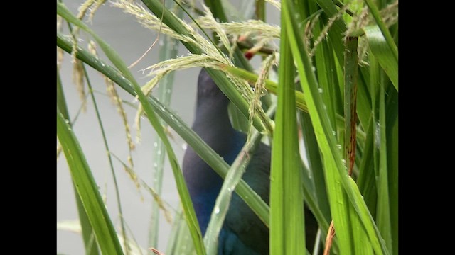 Purple Gallinule - ML502098841