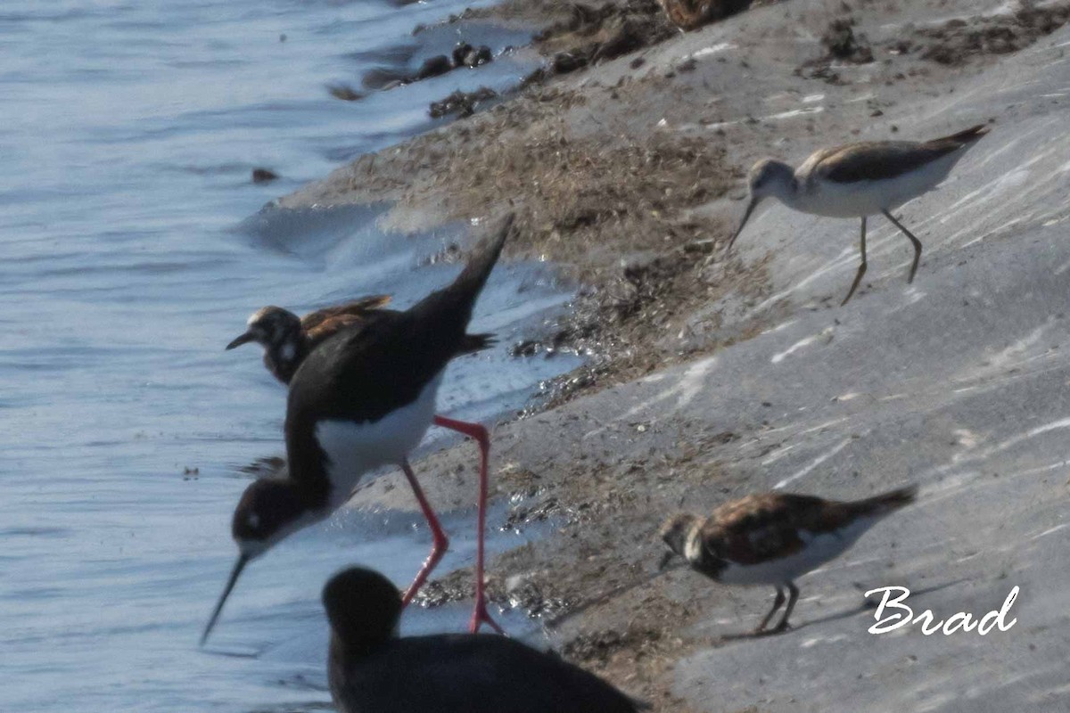 Marsh Sandpiper - ML50209991