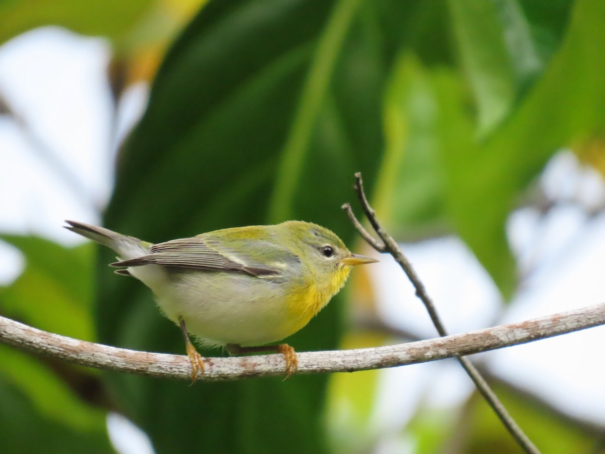 Northern Parula - ML502100781