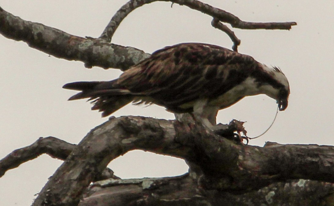 Águila Pescadora - ML502100791