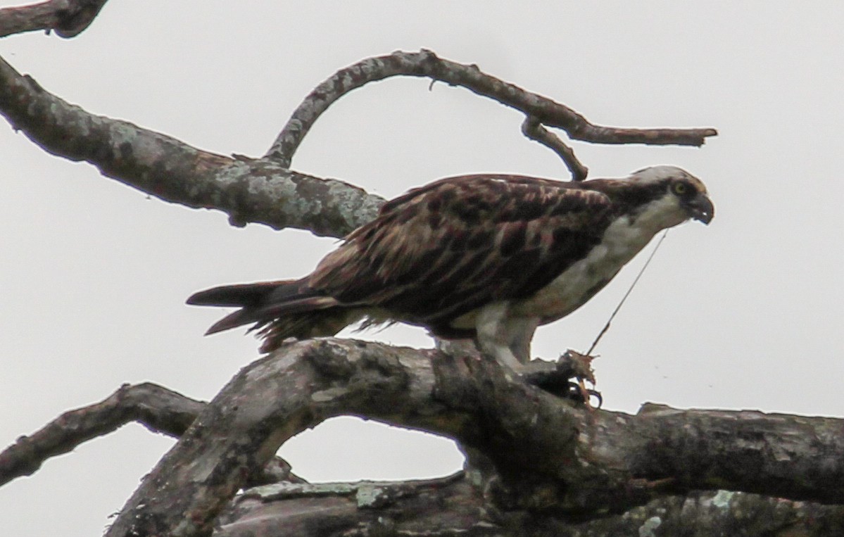 Águila Pescadora - ML502100811