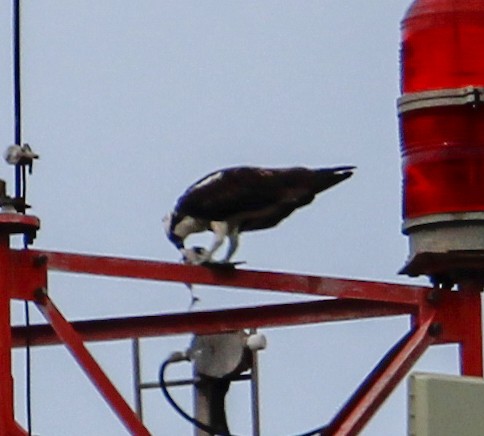 Águila Pescadora - ML502100821